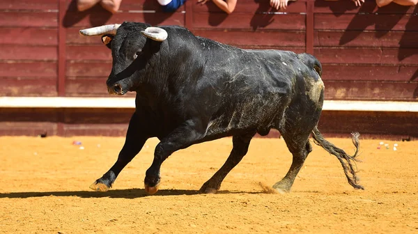 Ένας Εξαγριωμένος Ταύρος Μεγάλα Κέρατα Στην Αρένα Ένα Παραδοσιακό Θέαμα — Φωτογραφία Αρχείου