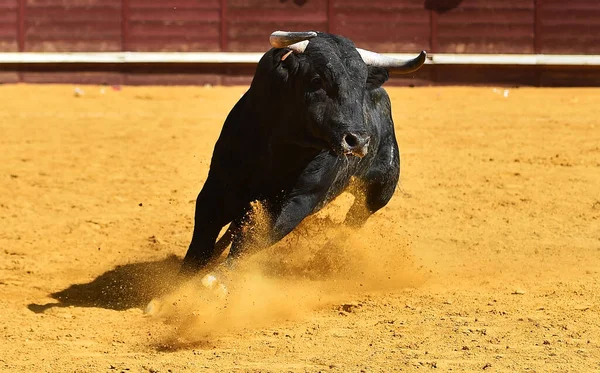 Een Woedende Stier Met Grote Hoorns Arena Een Traditioneel Spektakel — Stockfoto