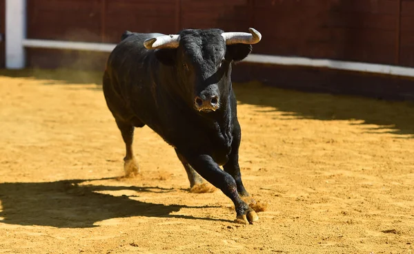 Furious Bull Big Horns Bullring Traditional Spectacle Bullfight — Stock Photo, Image