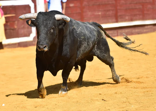 Furious Bull Big Horns Bullring Traditional Spectacle Bullfight — Stock Photo, Image
