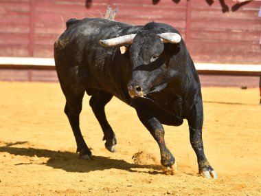 Geleneksel boğa güreşi gösterisinde büyük boynuzları olan İspanyol bir boğa.