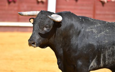 Geleneksel boğa güreşi gösterisinde büyük boynuzları olan İspanyol bir boğa.