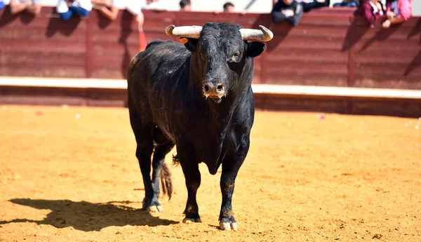 Touro Espanhol Com Grandes Chifres Espetáculo Tradicional Tourada — Fotografia de Stock