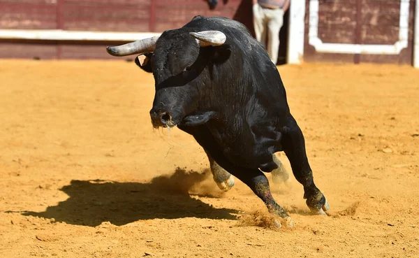 Een Spaanse Stier Met Grote Hoorns Een Traditioneel Stierengevecht — Stockfoto