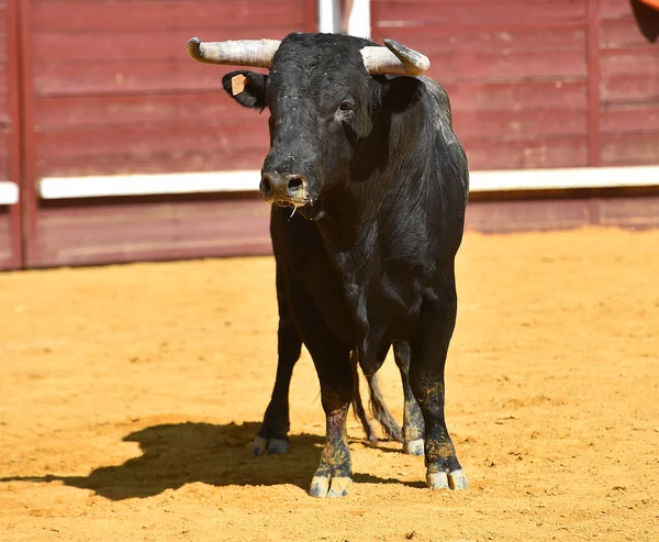 Touro Espanhol Com Grandes Chifres Espetáculo Tradicional Tourada — Fotografia de Stock