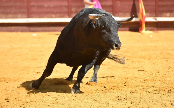 Geleneksel Boğa Güreşi Gösterisinde Büyük Boynuzları Olan Spanyol Bir Boğa — Stok fotoğraf