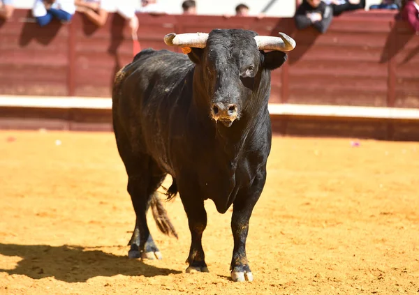 Touro Espanhol Com Grandes Chifres Espetáculo Tradicional Tourada — Fotografia de Stock