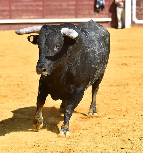 在传统的斗牛场面中长着大喇叭的西班牙公牛 — 图库照片