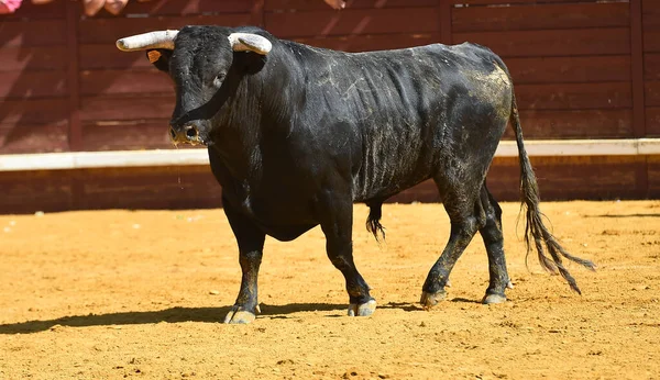 Ein Spanischer Stier Mit Großen Hörnern Bei Einem Traditionellen Stierkampf — Stockfoto