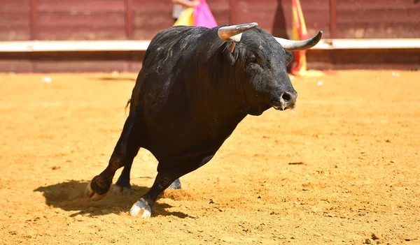 闘牛の伝統的な光景の中に大きな角を持つスペインの雄牛 — ストック写真