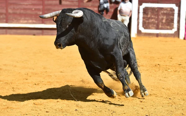 Touro Espanhol Com Grandes Chifres Espetáculo Tradicional Tourada — Fotografia de Stock