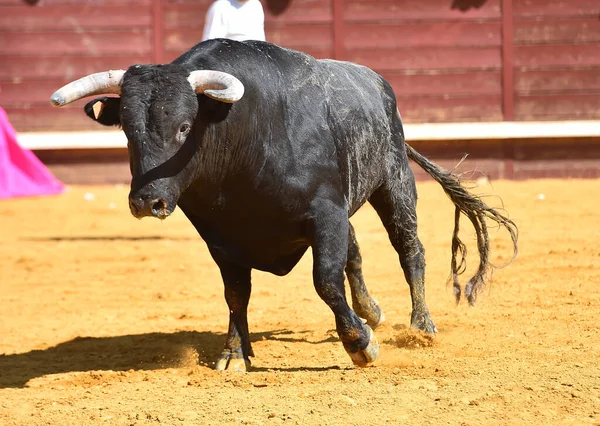 Touro Espanhol Com Grandes Chifres Espetáculo Tradicional Tourada — Fotografia de Stock