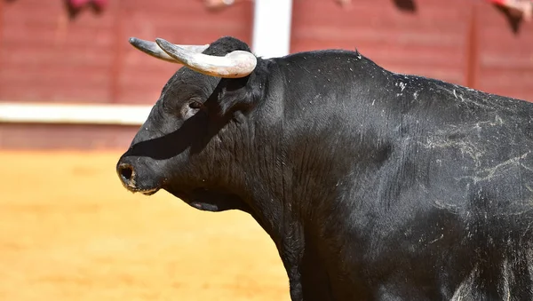 Ein Spanischer Stier Mit Großen Hörnern Bei Einem Traditionellen Stierkampf — Stockfoto