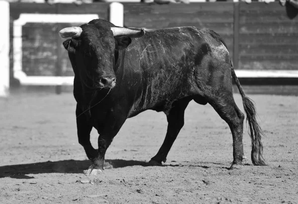 Toro Spagnolo Con Grandi Corna Uno Spettacolo Tradizionale Corrida — Foto Stock