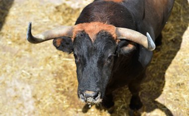 İspanyol gösterisinde büyük boynuzlu bir boğa.