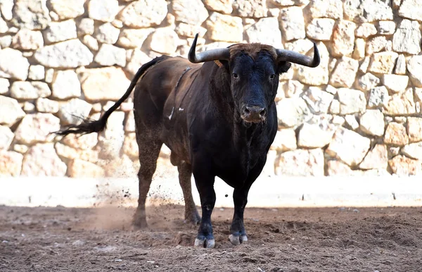 Ένας Ταύρος Μεγάλα Κέρατα Στο Ισπανικό Θέαμα — Φωτογραφία Αρχείου