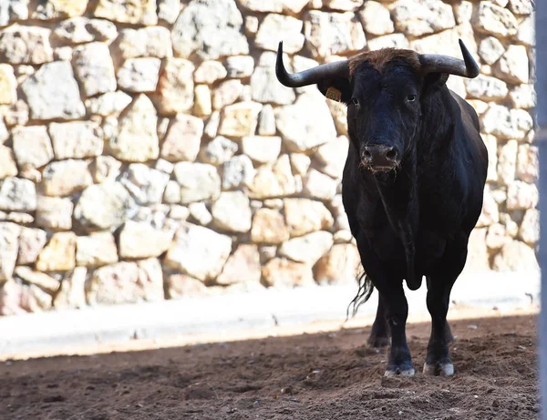 Stier Mit Großen Hörnern Spanischen Spektakel — Stockfoto