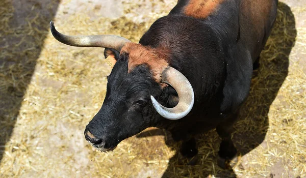 Stier Mit Großen Hörnern Spanischen Spektakel — Stockfoto