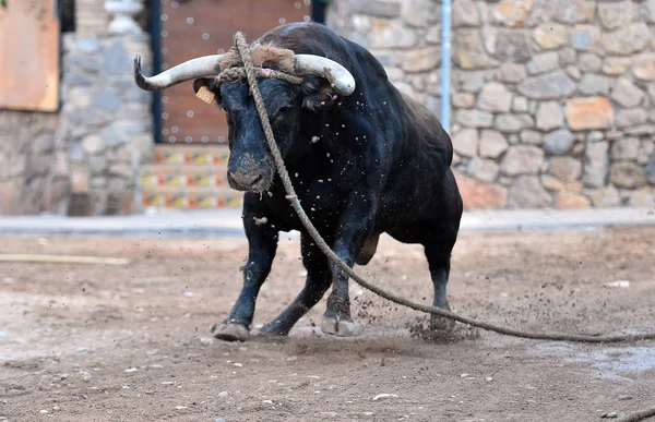 スペインの光景に大きな角を持つ雄牛は — ストック写真