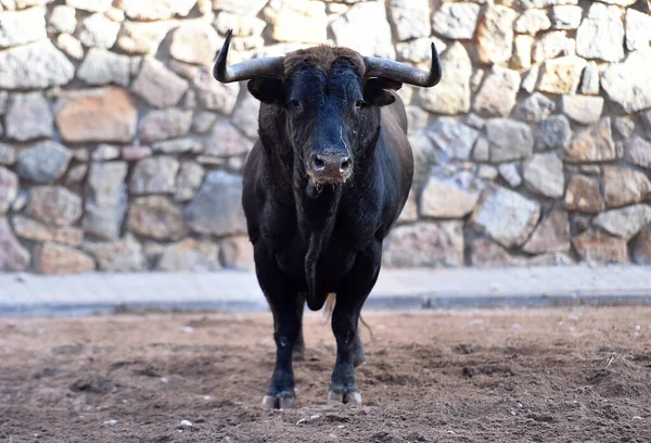 Stier Mit Großen Hörnern Spanischen Spektakel — Stockfoto