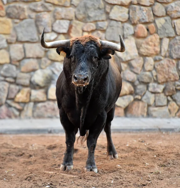 Bull Big Horns Spanish Spectacle — Stock Photo, Image