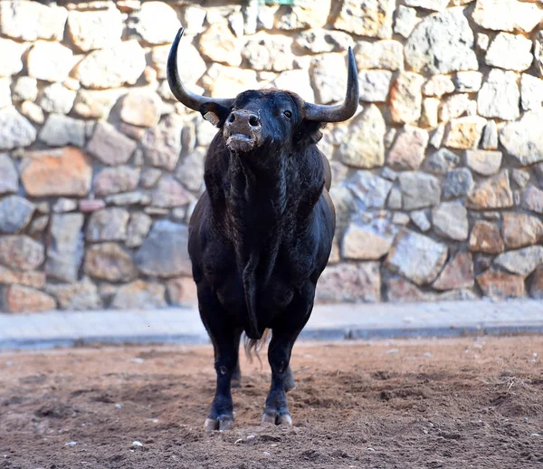 Egy Bika Nagy Szarvakkal Spanyol Látványban — Stock Fotó