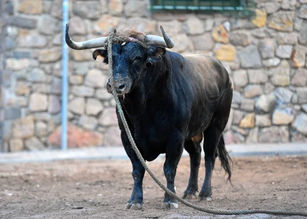 Spanyol Gösterisinde Büyük Boynuzlu Bir Boğa — Stok fotoğraf