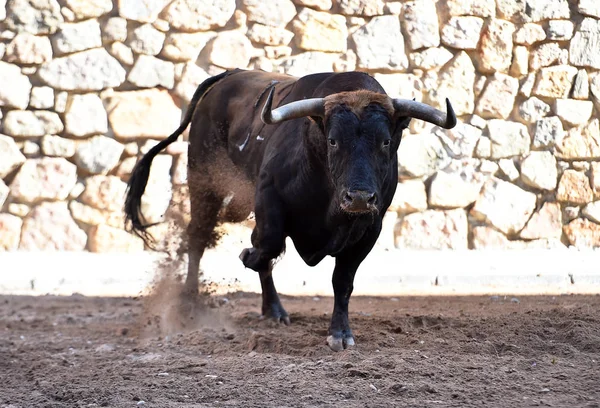 Een Stier Met Grote Hoorns Het Spaanse Spektakel — Stockfoto
