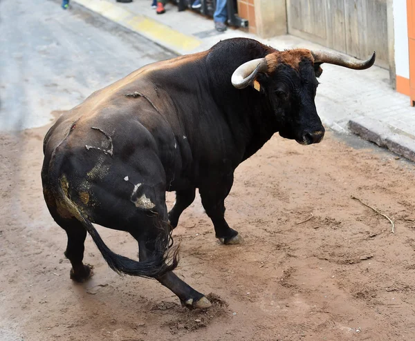 スペインの光景に大きな角を持つ雄牛は — ストック写真