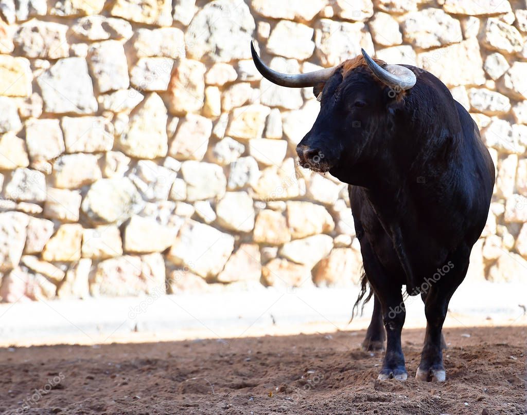 a bull with big horns in the spanish spectacle