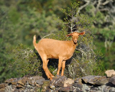 İspanya 'da koyun tarlada