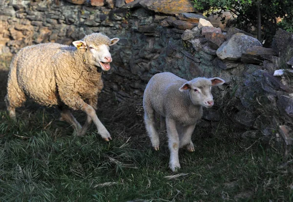 Овцы Испании Поле — стоковое фото