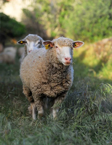 Ovejas España Campo —  Fotos de Stock