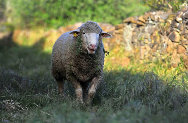 Ovejas España Campo —  Fotos de Stock