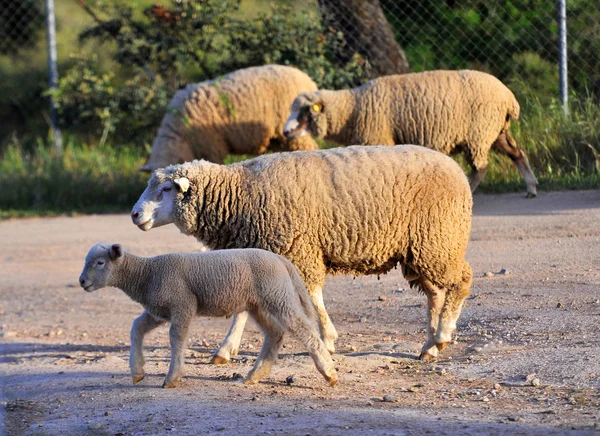 Ovejas España Campo —  Fotos de Stock