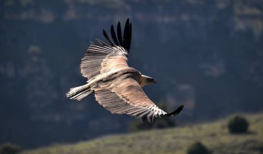 Doğal parktaki akbaba griffonu.