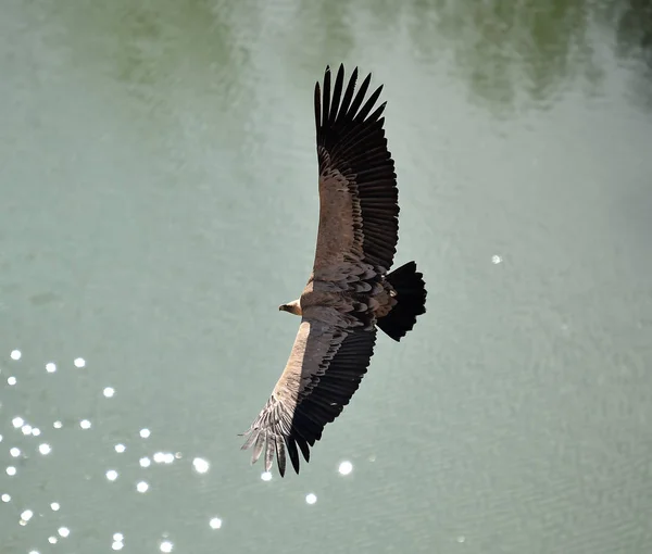 Grifo Buitre Parque Natural — Foto de Stock