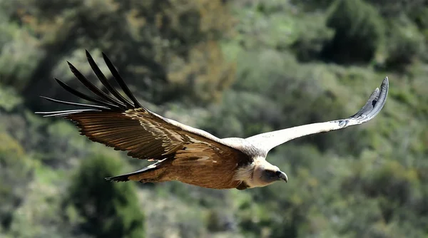 Vulture Griffon Natural Park — Stock Photo, Image