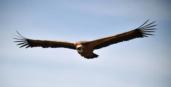 Griffon Vautour Dans Parc Naturel — Photo