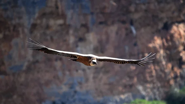 Een Gier Griffie Het Natuurpark — Stockfoto