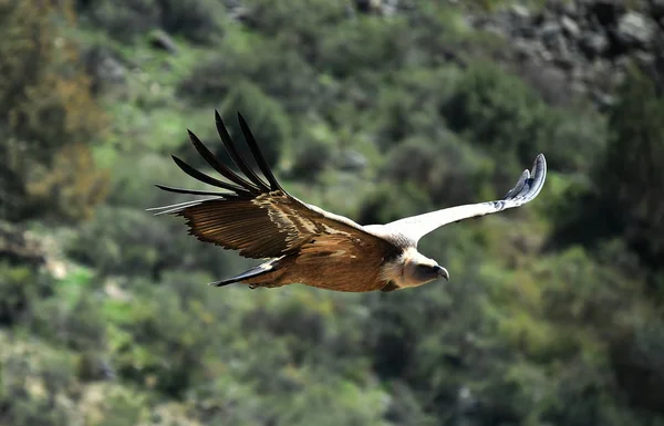 Grifon Vultur Parcul Natural — Fotografie, imagine de stoc