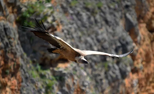 Grifone Avvoltoio Nel Parco Naturale — Foto Stock