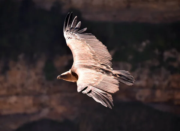 Vulture Griffon Natural Park — Stock Photo, Image