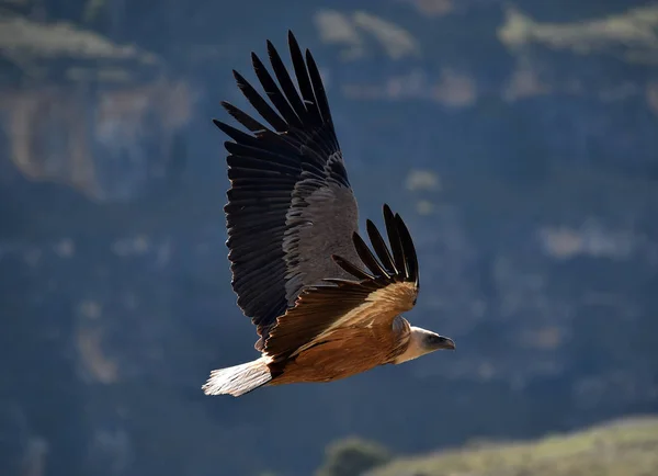 Vulture Griffon Natural Park — Stock Photo, Image