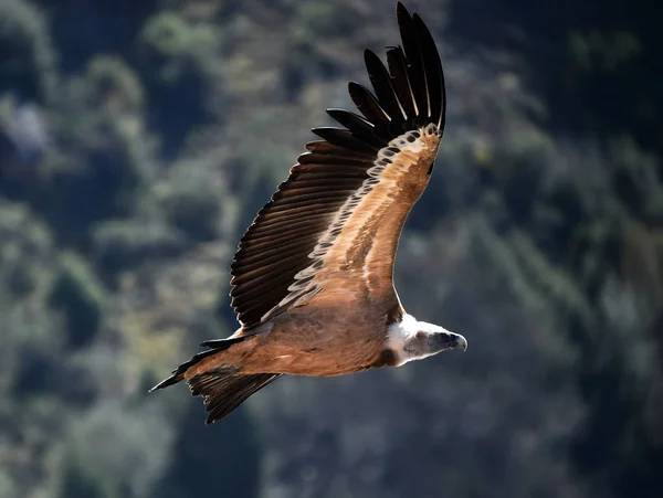 Griffon Vautour Dans Parc Naturel — Photo