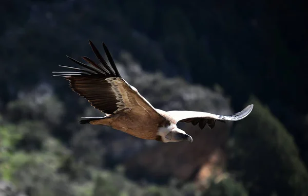 Een Gier Griffie Het Natuurpark — Stockfoto