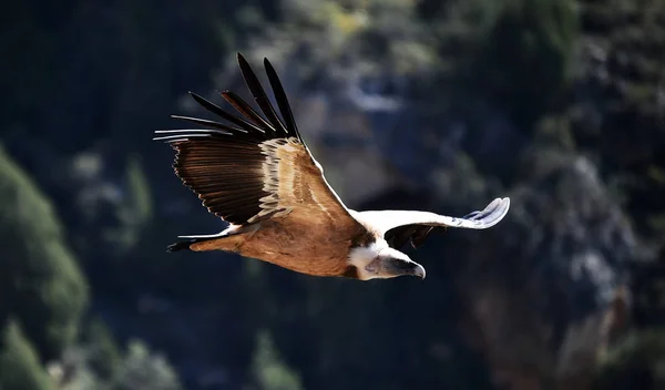 Grifo Buitre Parque Natural — Foto de Stock