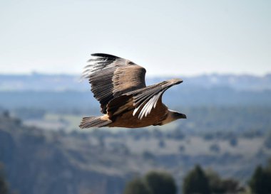 Doğal parktaki akbaba griffonu.