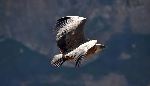 Grifone Avvoltoio Nel Parco Naturale — Foto Stock