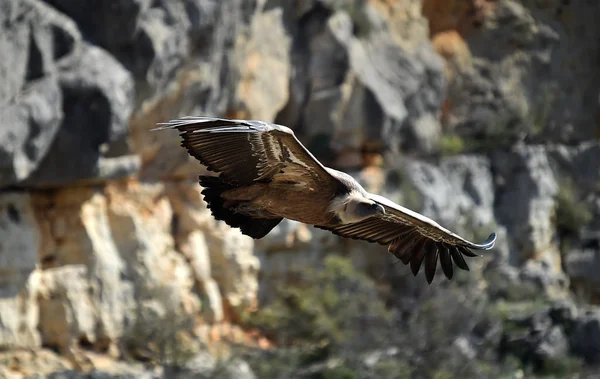 Griffon Vautour Dans Parc Naturel — Photo